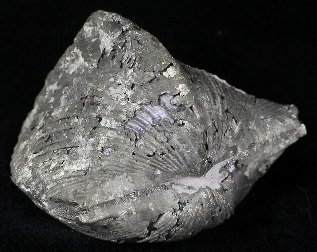 Large Pyrite Replaced Brachiopod - Silica Shale #21089